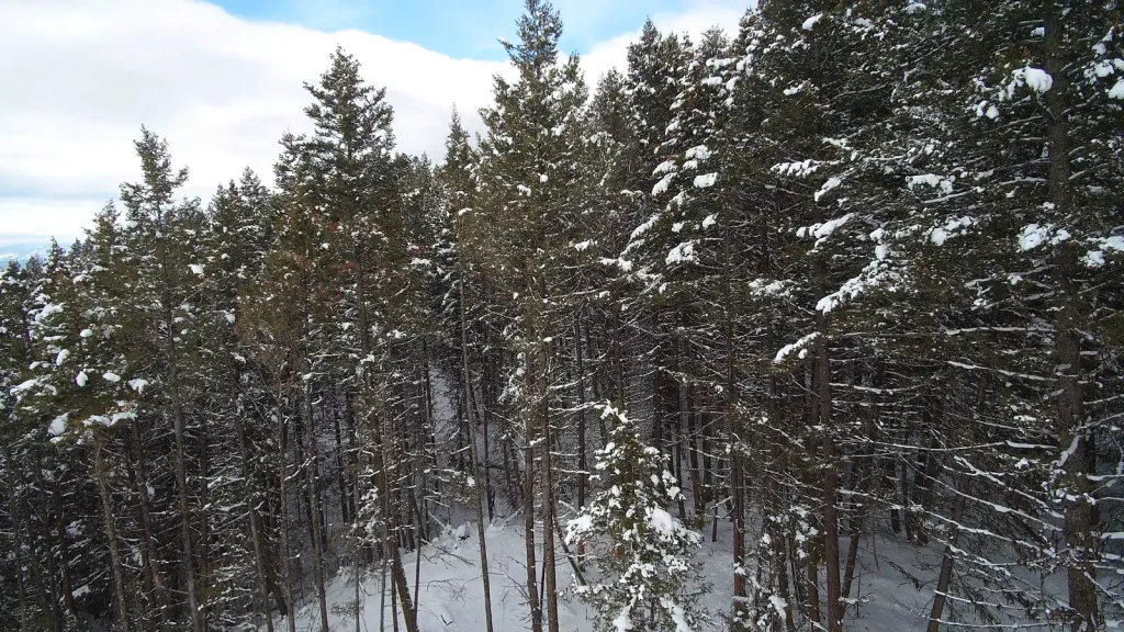 Forêt de Douglas, vue aérienne.